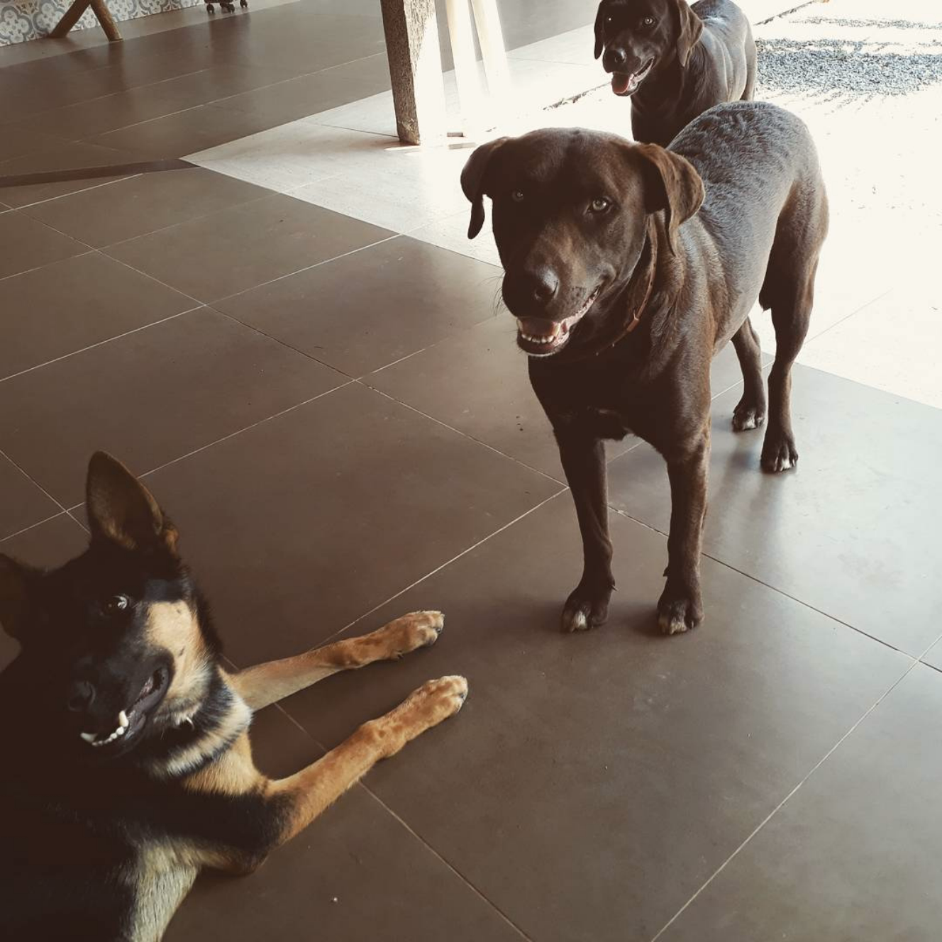 Nosso mascote trazendo alegria